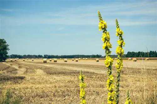 Mullein i haven: Sådan vælger du den perfekte placering