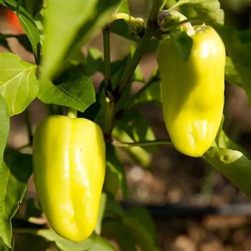 Paprika's in de tuin