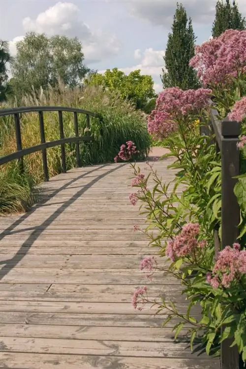 Wasserdost: Ideale locatie voor een gezonde groei