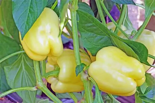 Peppers in the greenhouse