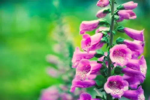 Foxglove. թունավոր վտանգ շների և այլ ընտանի կենդանիների համար