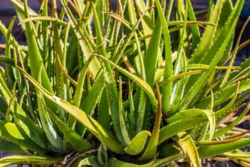 Aloe vera postane rumena