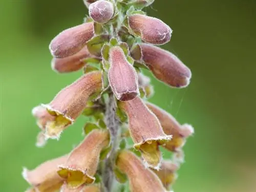 Foxglove di taman: mungkin dua tahunan atau abadi?