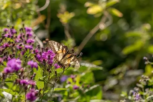 Wasserdost: Healing effects and possible toxicity