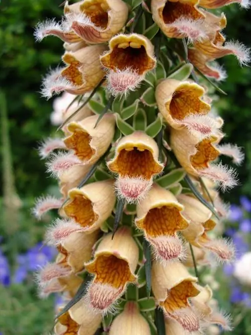 Foxglove bewaring