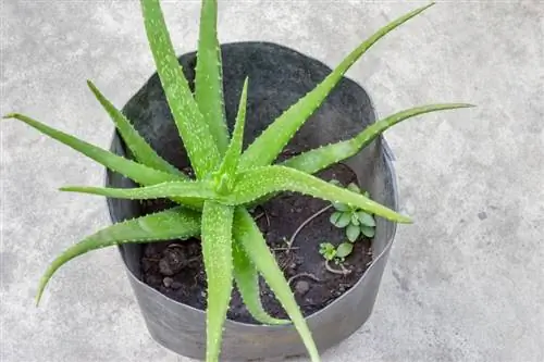 Aloe Vera-boerdery: Wenke vir gesonde en sterk plante