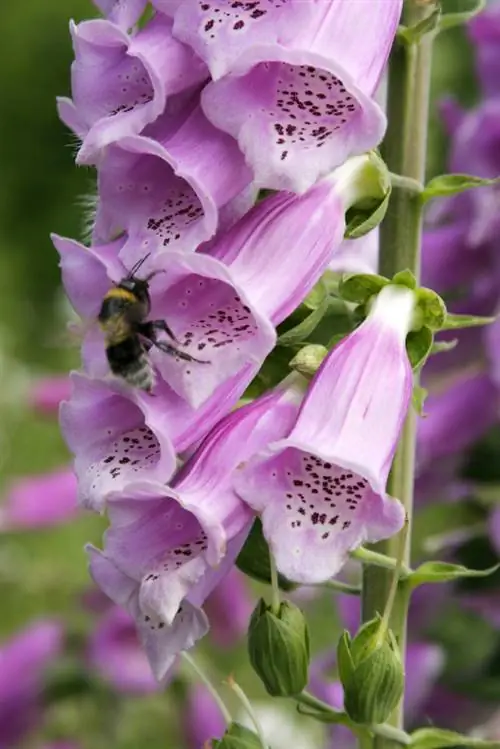 Benih Foxglove: Perkara yang perlu diketahui oleh tukang kebun tentangnya