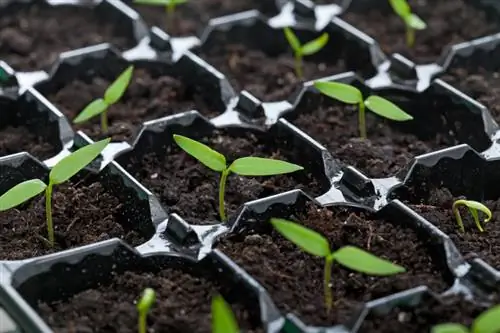 Paprika prikken: waarom, wanneer en hoe je dat doet