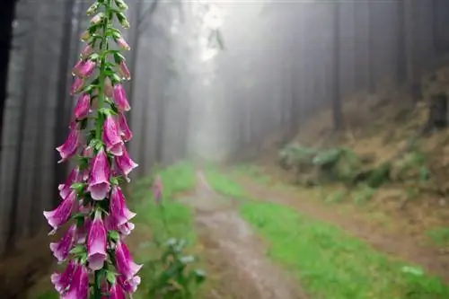 Kukata foxgloves kwa usahihi: Lini na jinsi ya kuifanya vizuri zaidi