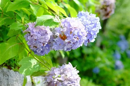 Mendukung hydrangea: Inilah cara Anda memberikan dukungan yang mereka butuhkan