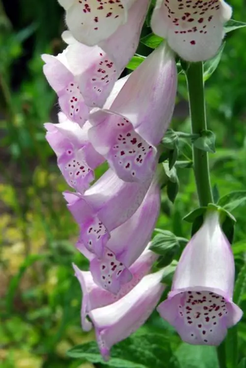 Kueneza foxgloves