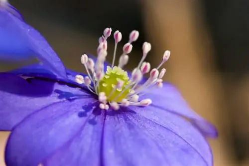 Lewermos: blomtyd en keuse van plek in die tuin