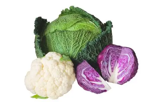 Cabbage hom thiab ntau yam: ntau yam rau lub vaj thiab chav ua noj