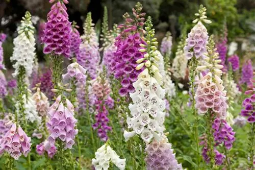 Foxglove gehard