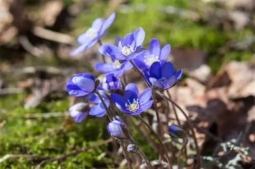 Hepatica location