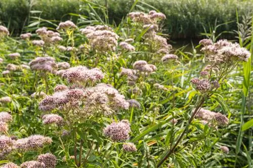 Entretenir Eupatorium cannabinum