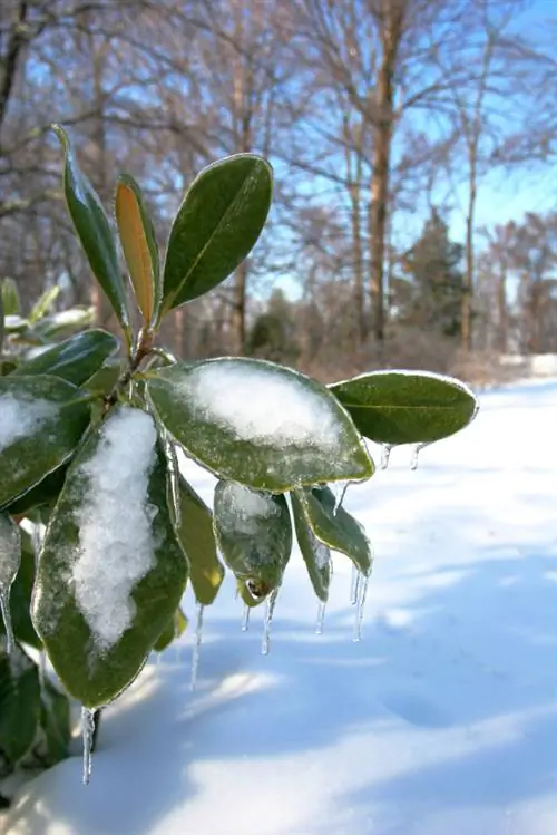 Evergreen magnolia: šalčiui atsparios veislės ir priežiūros patarimai