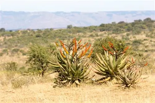 Aloe Vera: An excursion into its fascinating origins