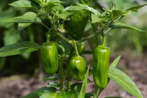 Pebrots: al màxim per a una exuberant collita de fruites?