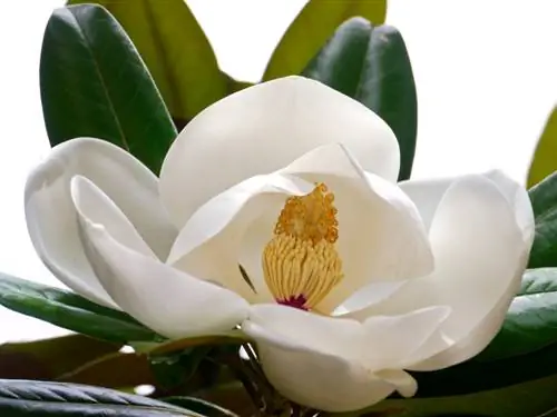 Magnolia Grandiflora: Kështu lulëzon në mënyrë optimale bima juaj dekorative