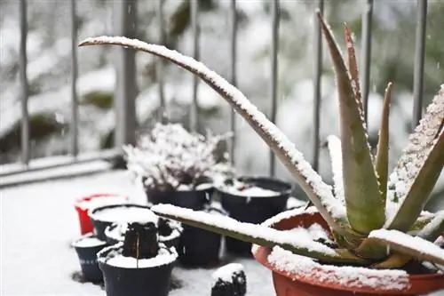 Aloe vera v snegu Aloe vera v snegu