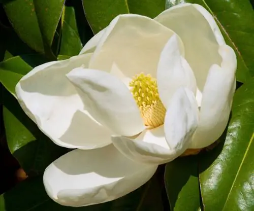 Magnolia grandiflora сорттору