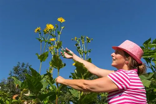 Cortar girasoles: Cuándo y cómo debes hacerlo