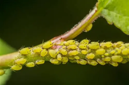 Paprika-plagen: herkennen, bestrijden en voorkomen