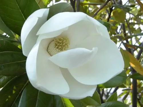 Standard de magnolia à feuilles persistantes : coupe, culture et localisation