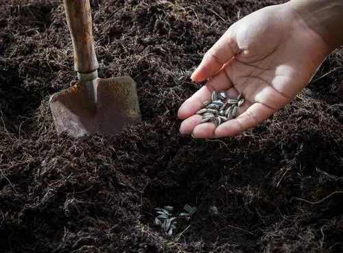 Sowing sunflowers yourself: Tips for lush blooms