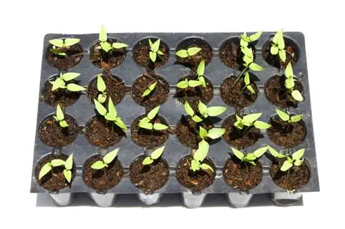 Growing peppers: How long does it take for seeds to germinate?