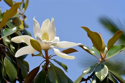 Pruning Magnolia grandiflora