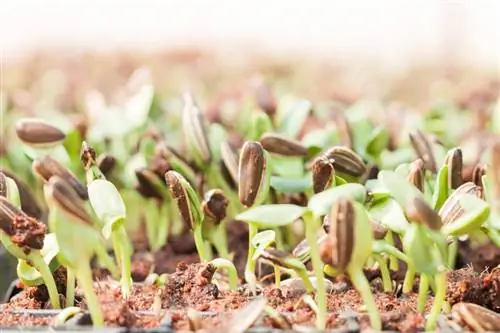 Verkies sonneblomme: Dit is hoe om in die huis te begin