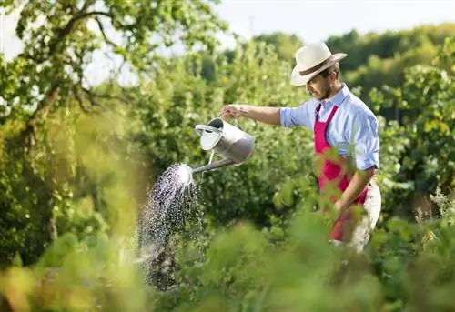 Paprika's water geven: de beste tips voor een gezonde, rijke oogst