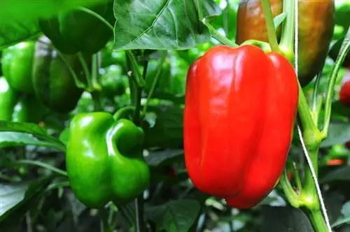 Pepper fruit or vegetable