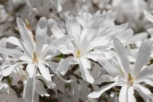 Piantare la magnolia stellata: ecco come piantare correttamente il fiore stellato