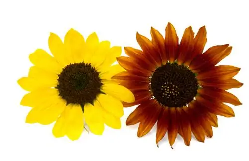 Sunflower varieties: splendor of color and diversity for the garden