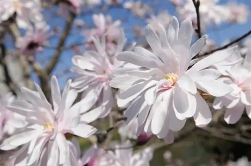 Oorplanting van stermagnolia: Wanneer en hoe om dit die beste te doen