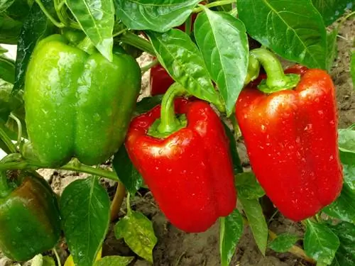 Paprika Locatie: Belangrijke criteria voor een weelderige oogst