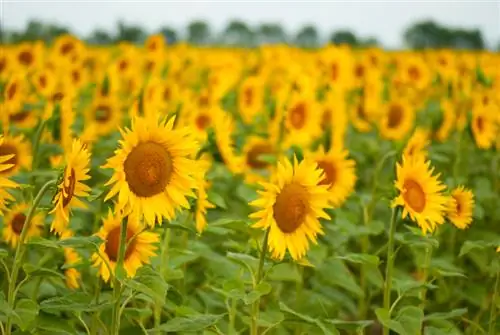 Champ de tournesol