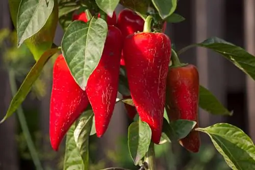 Paprika til hunde: Er det sikkert og sundt?