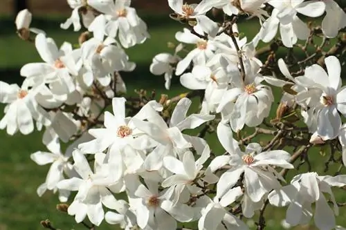 Magnolia estrella de poda