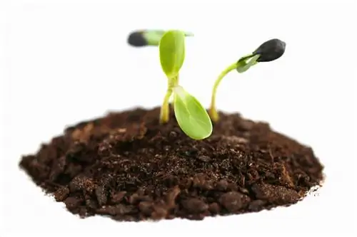 Germinating sunflower seeds: instructions for he althy plants