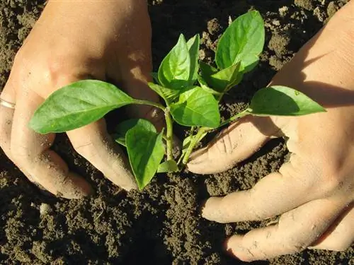 Distància de plantació de pebrot