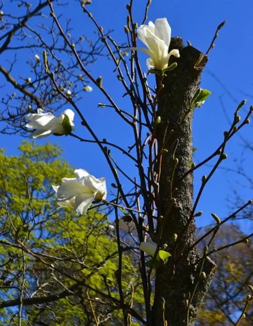 Žvaigždė magnolija nežydi: 5 galimos priežastys ir sprendimai