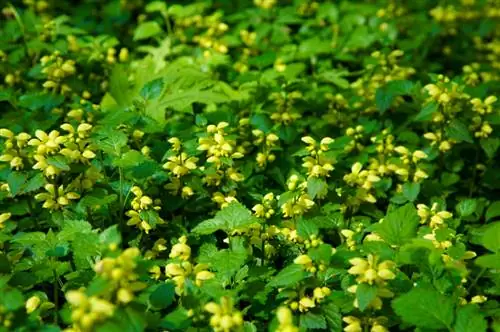 Gul deadnettle