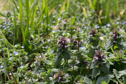 Bahçedeki ısırgan otu vebası: etkili kontrol yöntemleri