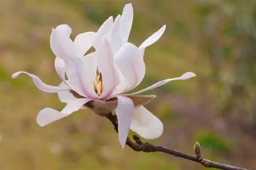 Concime alla magnolia stellata