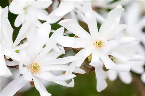 Τοποθεσία Star Magnolia