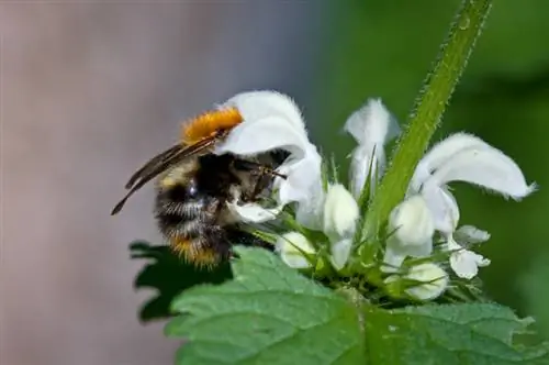 Deadnettle: profiel, moontlike gebruike en versorgingswenke